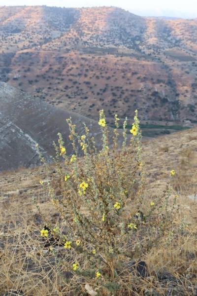 קובץ:2025-07-17T16 43 33.517426249362.jpg