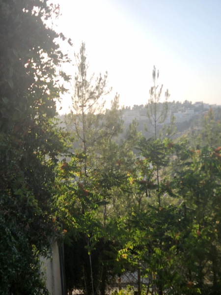קובץ:2025-07-17T18 33 18.677304299749.jpg