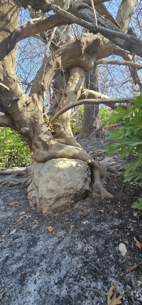 קובץ:2025-07-18T08 32 46.912738888521.jpg