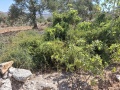 תמונה ממוזערת לגרסה מתאריך 06:47, 18 ביולי 2025