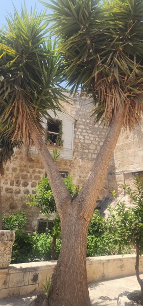 קובץ:2025-07-18T11 47 35.742853627436.jpg
