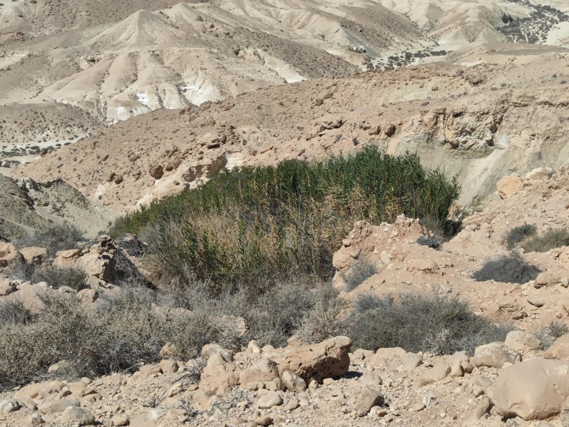קובץ:2025-07-21T10 16 21.691102111130.jpg