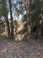 תמונה ממוזערת לגרסה מתאריך 08:55, 21 ביולי 2025