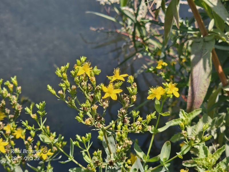 קובץ:2025-07-23T12 22 47.018504762324.jpg