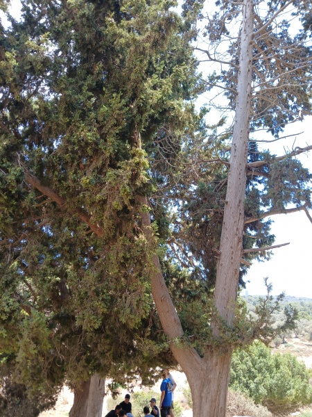 קובץ:2025-07-23T12 32 10.016162336580.jpg