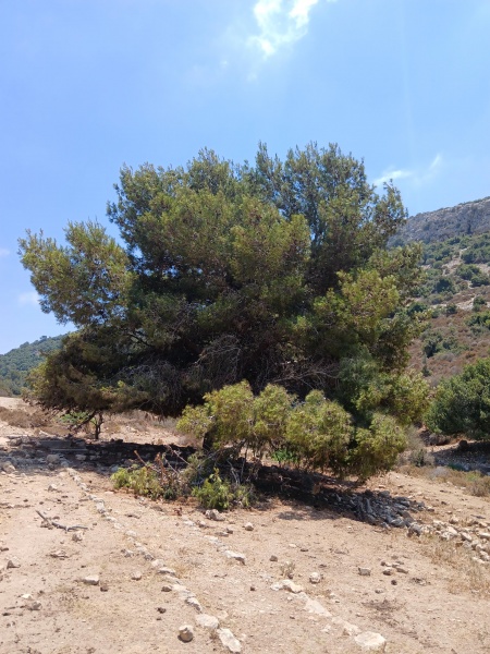 קובץ:2025-07-23T12 46 13.452460137594.jpg