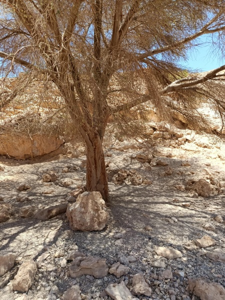 קובץ:2025-07-24T12 38 52.501492245985.jpg