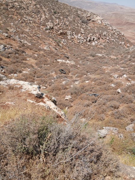 קובץ:2025-07-24T22 54 09.339705700742.jpg