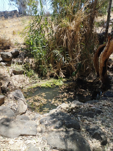 קובץ:2025-07-25T13 03 46.689255722683.jpg