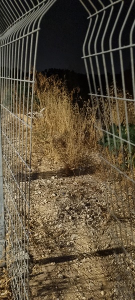 קובץ:2025-07-29T20 59 18.288450786439.jpg