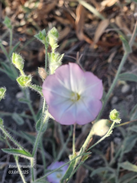 קובץ:2025-08-03T07 52 49.220838383508.jpg