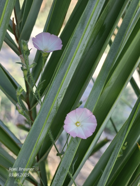 קובץ:2025-08-03T07 53 54.127035485953.jpg