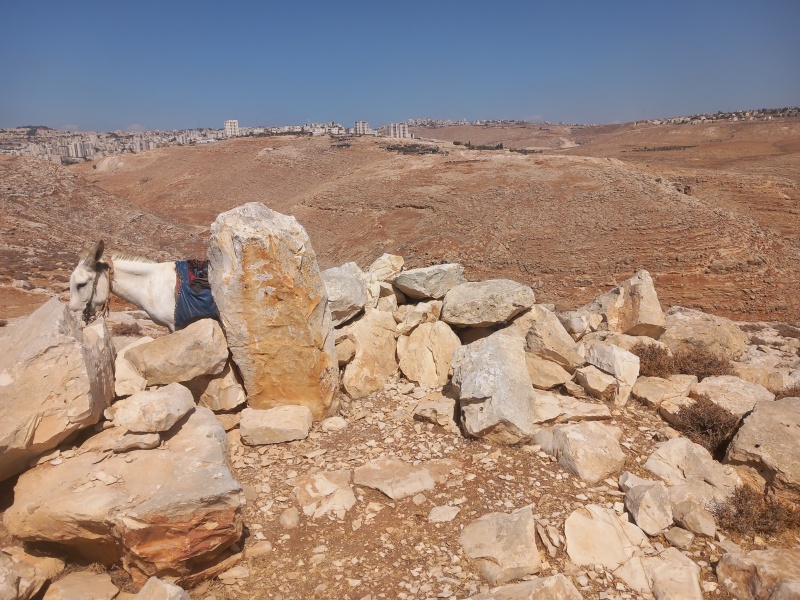 קובץ:2025-08-04T10 15 53.625863331602.jpg