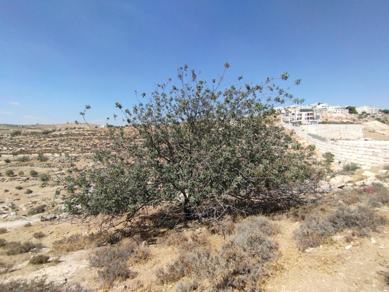 קובץ:2025-08-05T14 50 34.441826233831.jpg