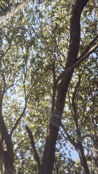 קובץ:2025-08-06T14 55 30.442429987935.jpg