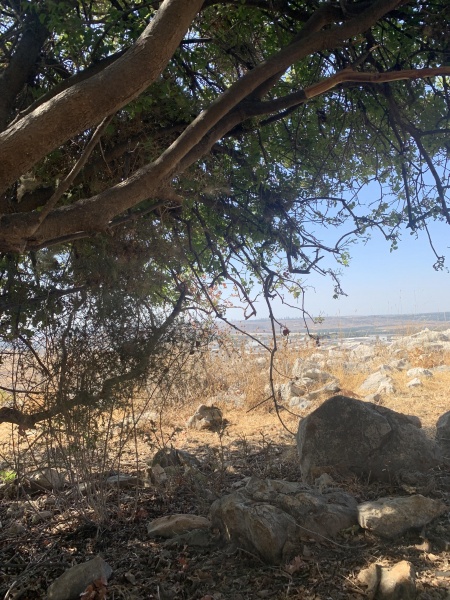 קובץ:2025-08-06T15 47 45.907971731363.jpg