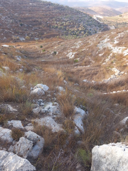 קובץ:2025-08-08T07 30 22.768888799911.jpg