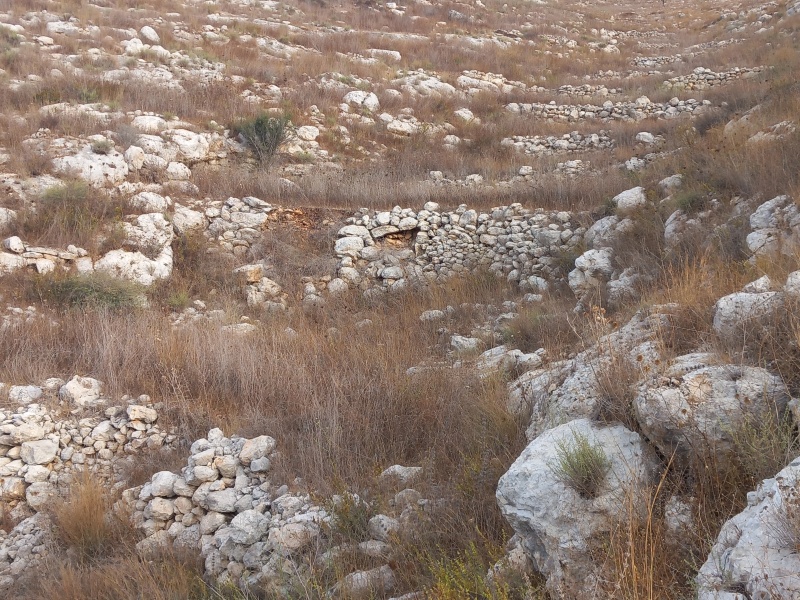 קובץ:2025-08-08T07 33 58.197440196014.jpg
