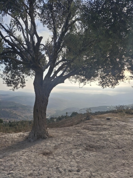 קובץ:2025-08-08T11 04 19.705150523143.jpg