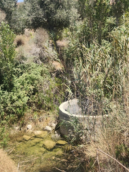 קובץ:2025-08-08T12 56 32.25161448068.jpg