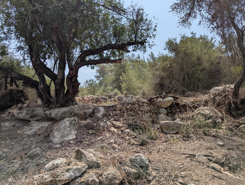 קובץ:2025-08-11T12 30 33.126600453422.jpg