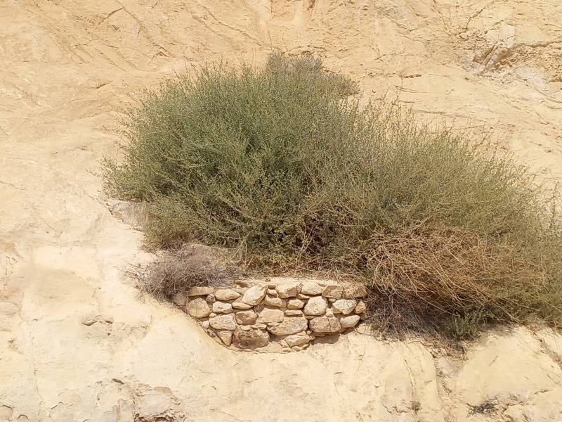 קובץ:2025-08-12T13 46 07.013561240392.jpg