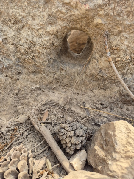 קובץ:2025-08-12T14 21 39.465340551209.jpg