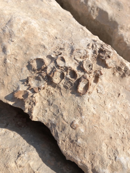 קובץ:2025-08-14T08 34 03.539371785949.jpg