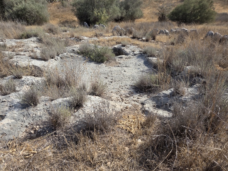 קובץ:2025-08-16T16 34 50.521560965012.jpg