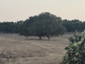 תמונה ממוזערת לגרסה מתאריך 15:56, 20 באוגוסט 2025