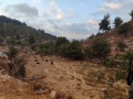 תמונה ממוזערת לגרסה מתאריך 12:59, 21 באוגוסט 2025