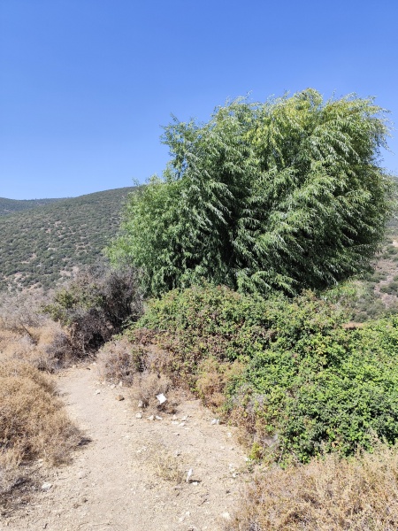קובץ:2025-08-25T10 56 23.706291207889.jpg