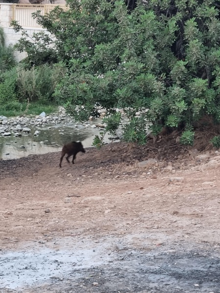 קובץ:2025-08-26T19 04 29.307372368693.jpg