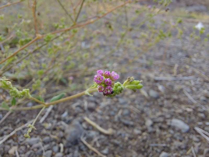 קובץ:2025-08-31T07 58 29.069265505841.jpg