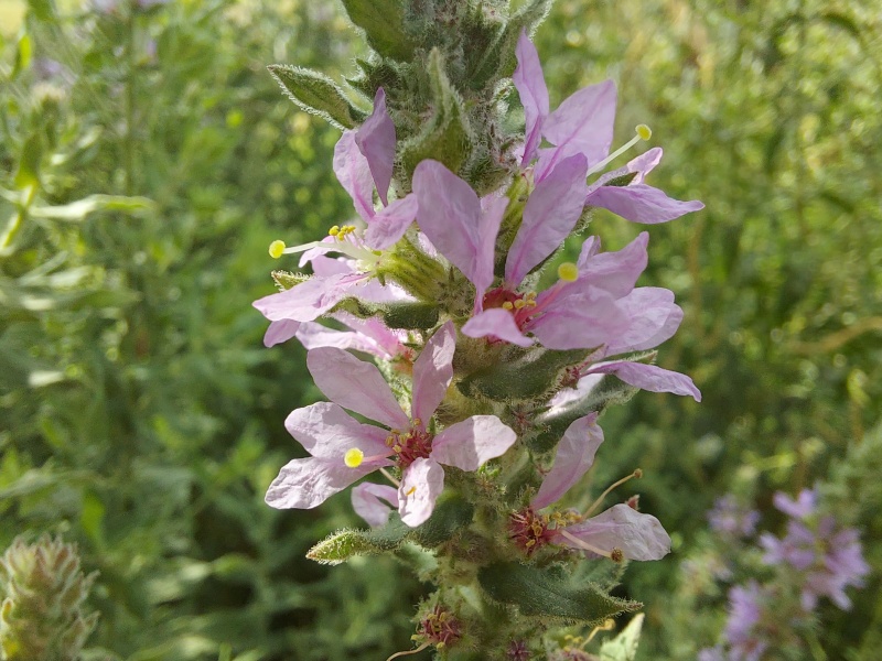 קובץ:2025-08-31T09 36 16.355978795241.jpg