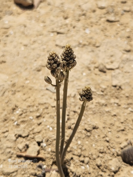 קובץ:2025-08-31T11 43 42.035765996472.jpg
