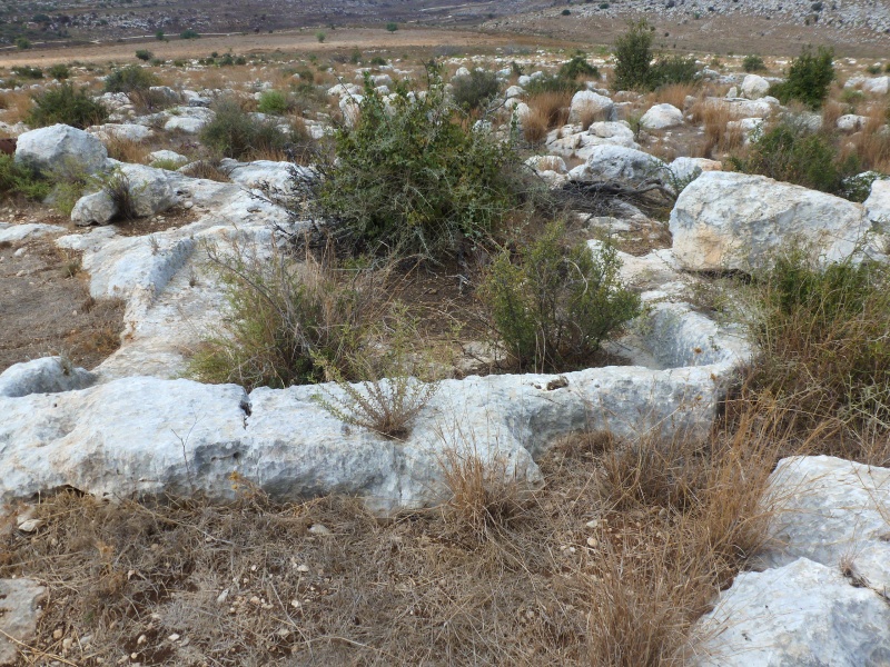 קובץ:37- גת בדרך לחורבת אשון.JPG