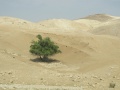 תמונה ממוזערת לגרסה מתאריך 03:30, 11 באוקטובר 2014