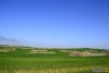 Barry Forest Nature Reserve - Plants jerseys DSC 3706.jpg