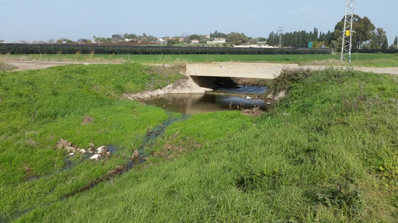 קובץ:Bridge.jpg