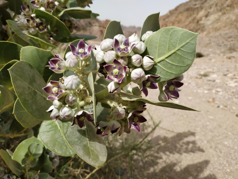 קובץ:Calotropis procera 2020.jpg