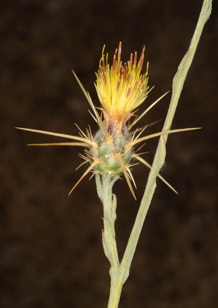 קובץ:Centaurea solstitialis0 257.JPG