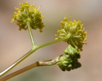 Chaerophyllum aurantiacum7 2022.JPG