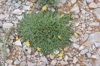 Crepis robertioides 2018.JPG