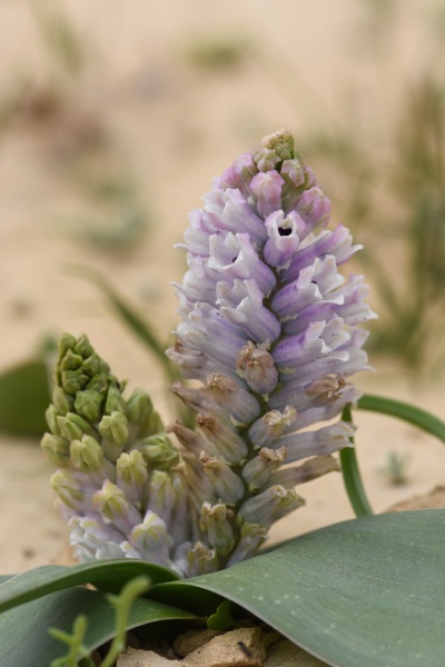 קובץ:DSC 4971.jpg