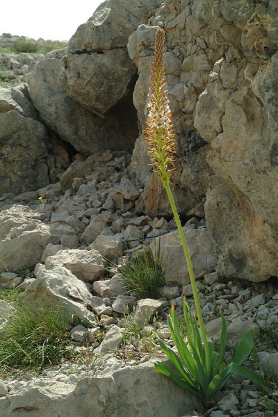 קובץ:Eremurus spectabilis 140.jpg