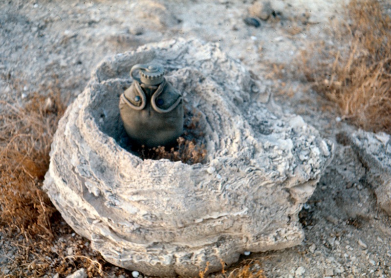 קובץ:Fossil algae from south Jordan Valley Israel 2.jpg