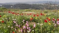 תמונה ממוזערת לגרסה מתאריך 06:44, 31 במרץ 2024