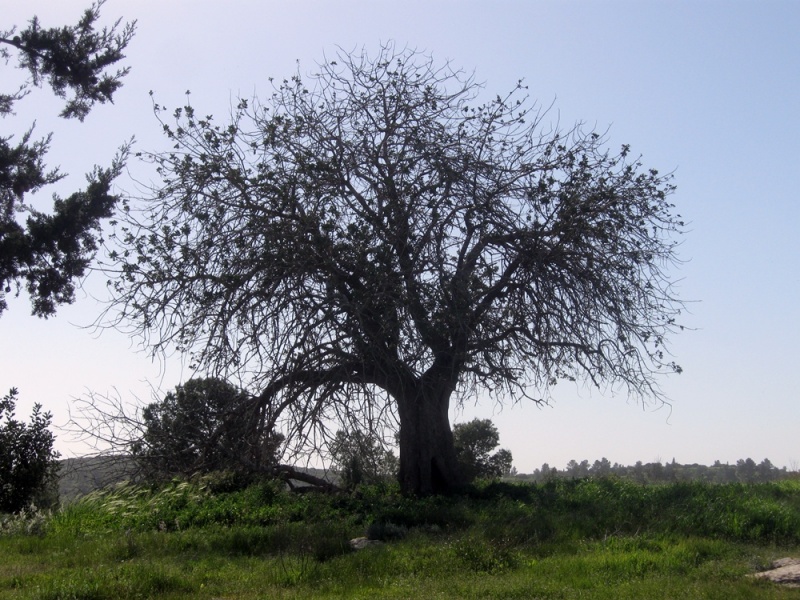 קובץ:IMG 3471.jpg