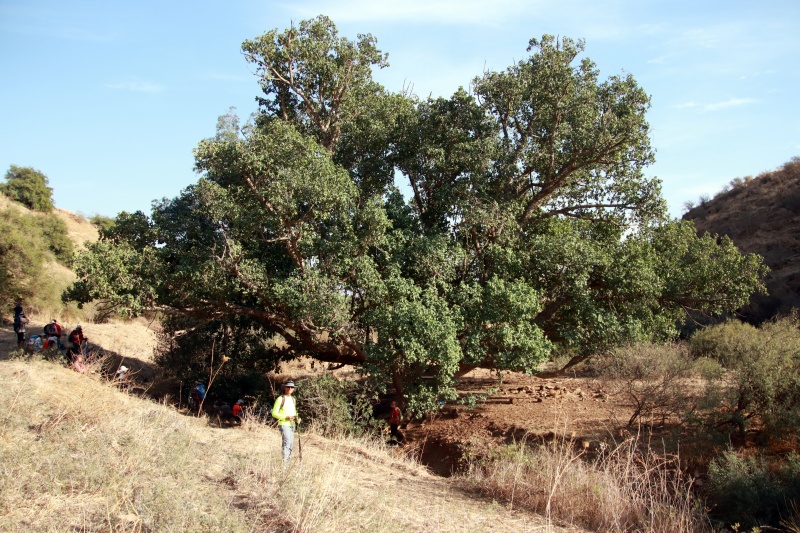 קובץ:IMG 4517.JPG